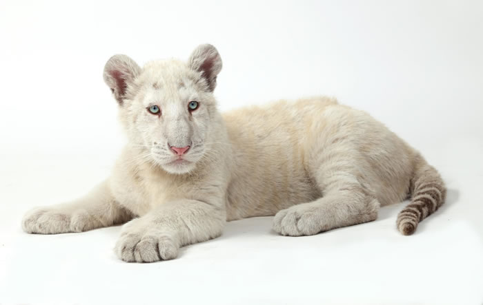 Baby White Tigers